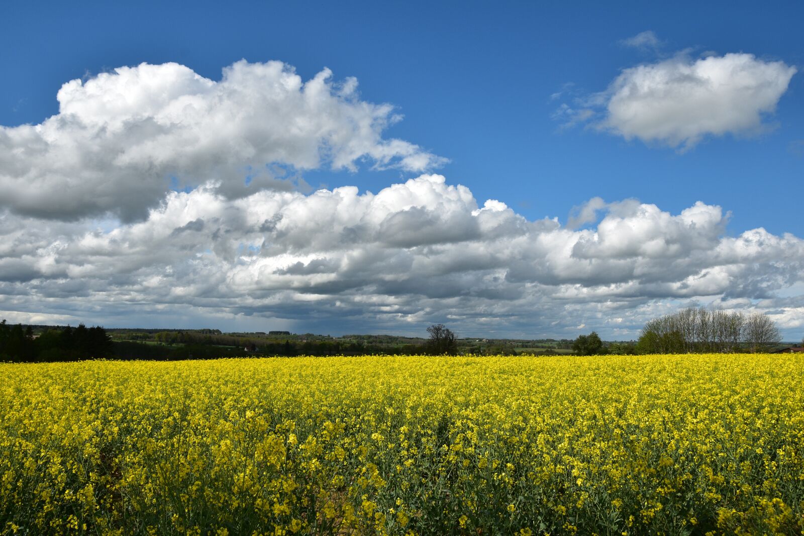 Nikon D5600 sample photo. Field, rapeseed, nature photography
