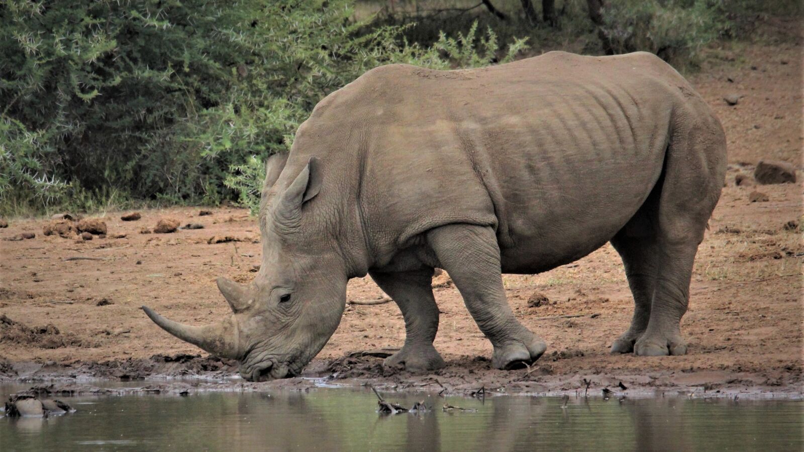 Canon EOS 60D sample photo. White rhino, drinking, water photography