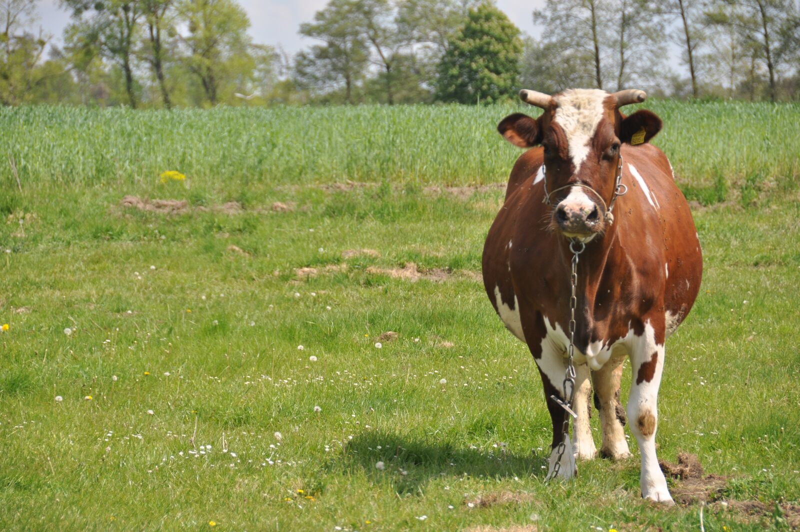 Nikon D90 sample photo. Cow, nature, green photography