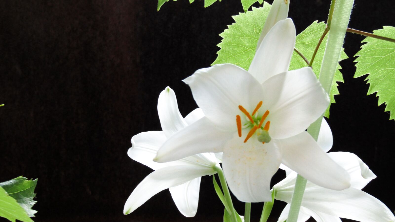 Canon POWERSHOT SX432 IS sample photo. Lily, flower, white photography