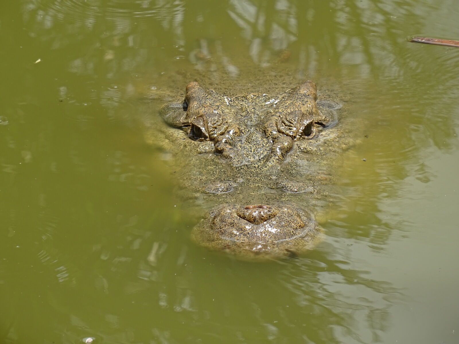 Sony DSC-HX60V sample photo. Crocodile photography