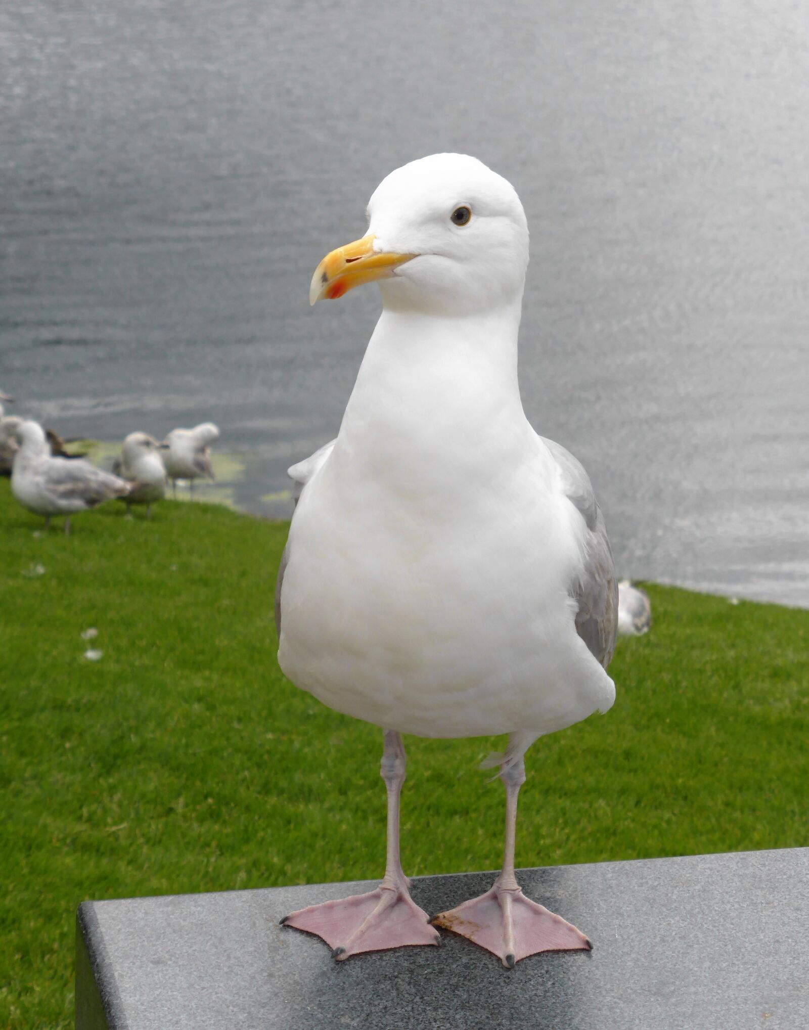Panasonic Lumix DMC-ZS30 (Lumix DMC-TZ40) sample photo. Seagull, sea, beak photography