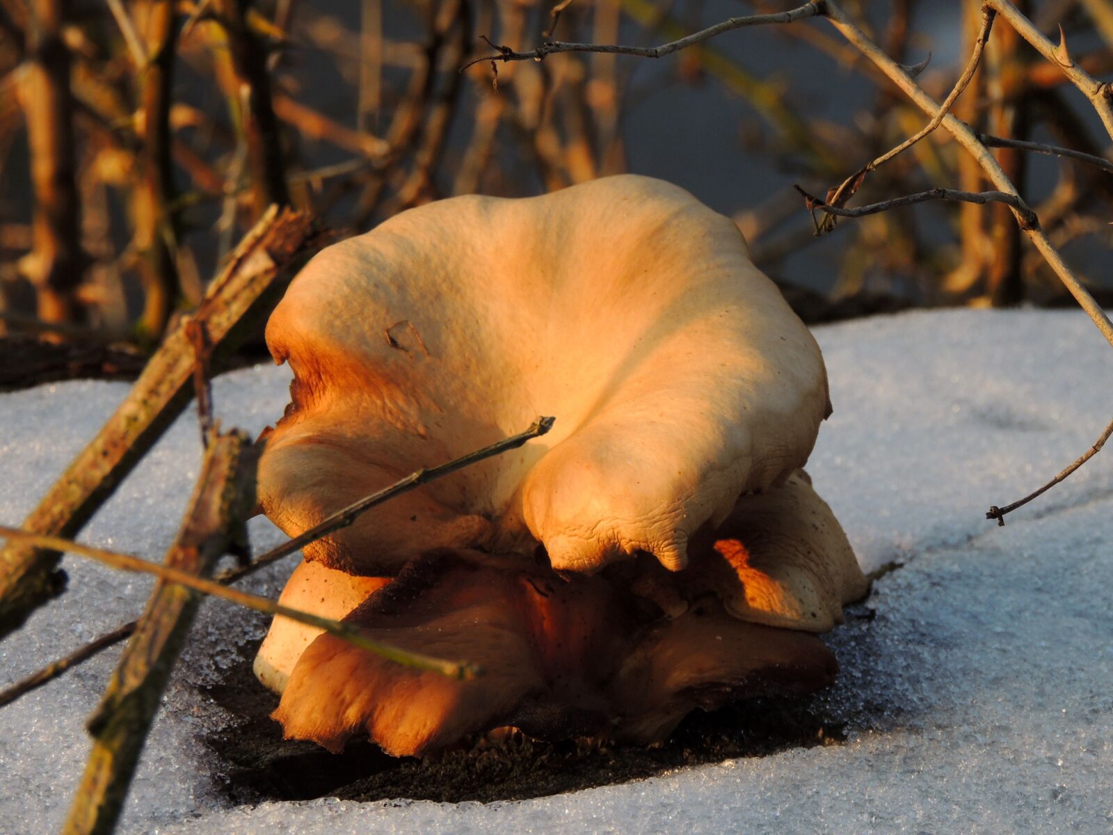 Nikon Coolpix P510 sample photo. Fungus, saffron milk cap photography