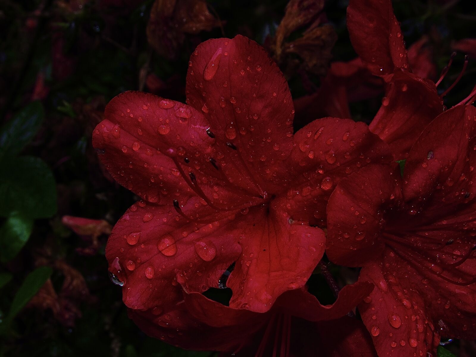 Canon PowerShot SX530 HS sample photo