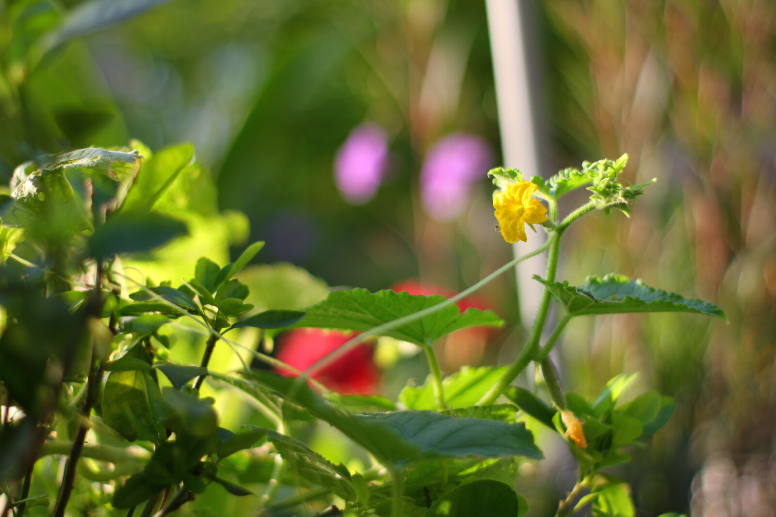 Canon EOS 7D sample photo