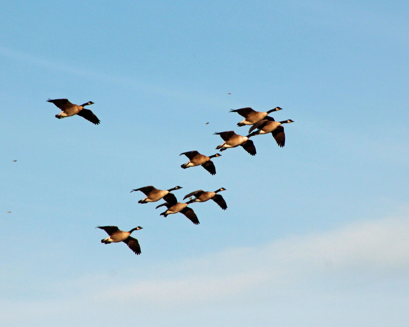 Canon EF 75-300mm f/4-5.6 USM sample photo. Geese, flying, migration photography