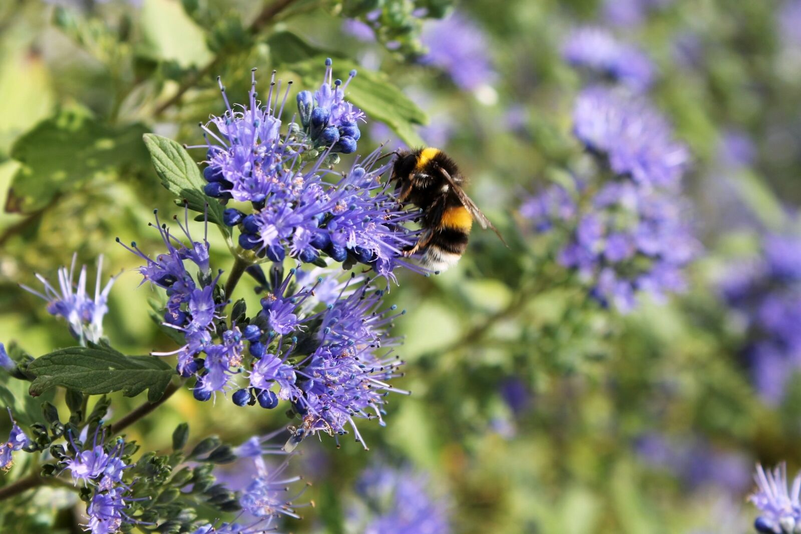 Canon EOS 1100D (EOS Rebel T3 / EOS Kiss X50) sample photo. Bee, blue, blossom photography