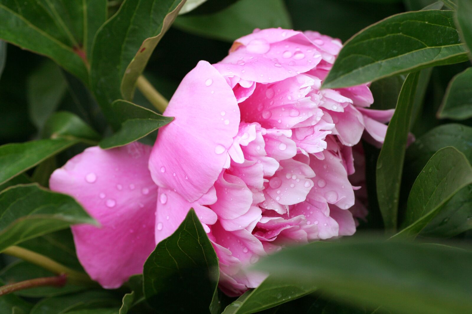 Canon EOS 350D (EOS Digital Rebel XT / EOS Kiss Digital N) sample photo. Flower, peony, pink photography