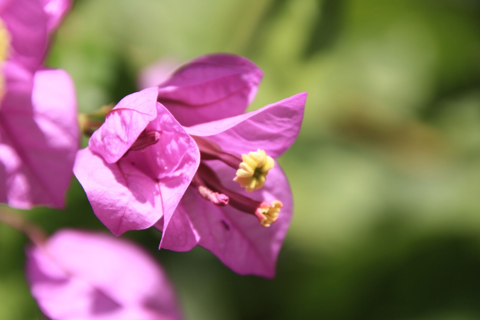 Canon EOS 1000D (EOS Digital Rebel XS / EOS Kiss F) sample photo. Flowers, summer, summer flowers photography