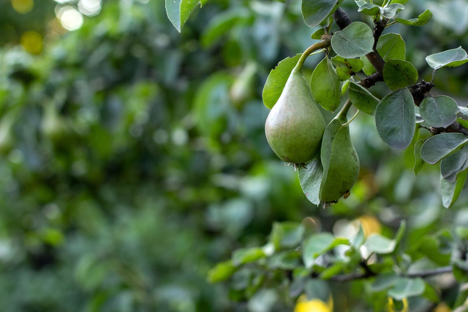 Canon EF 50mm F1.4 USM sample photo. Fruit, pear, pears photography