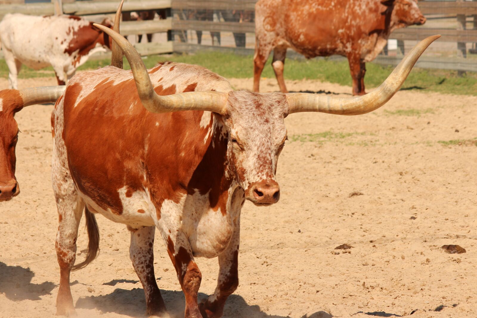 Canon EOS 650D (EOS Rebel T4i / EOS Kiss X6i) + Canon EF-S 55-250mm F4-5.6 IS II sample photo. Longhorn, cattle, steer photography