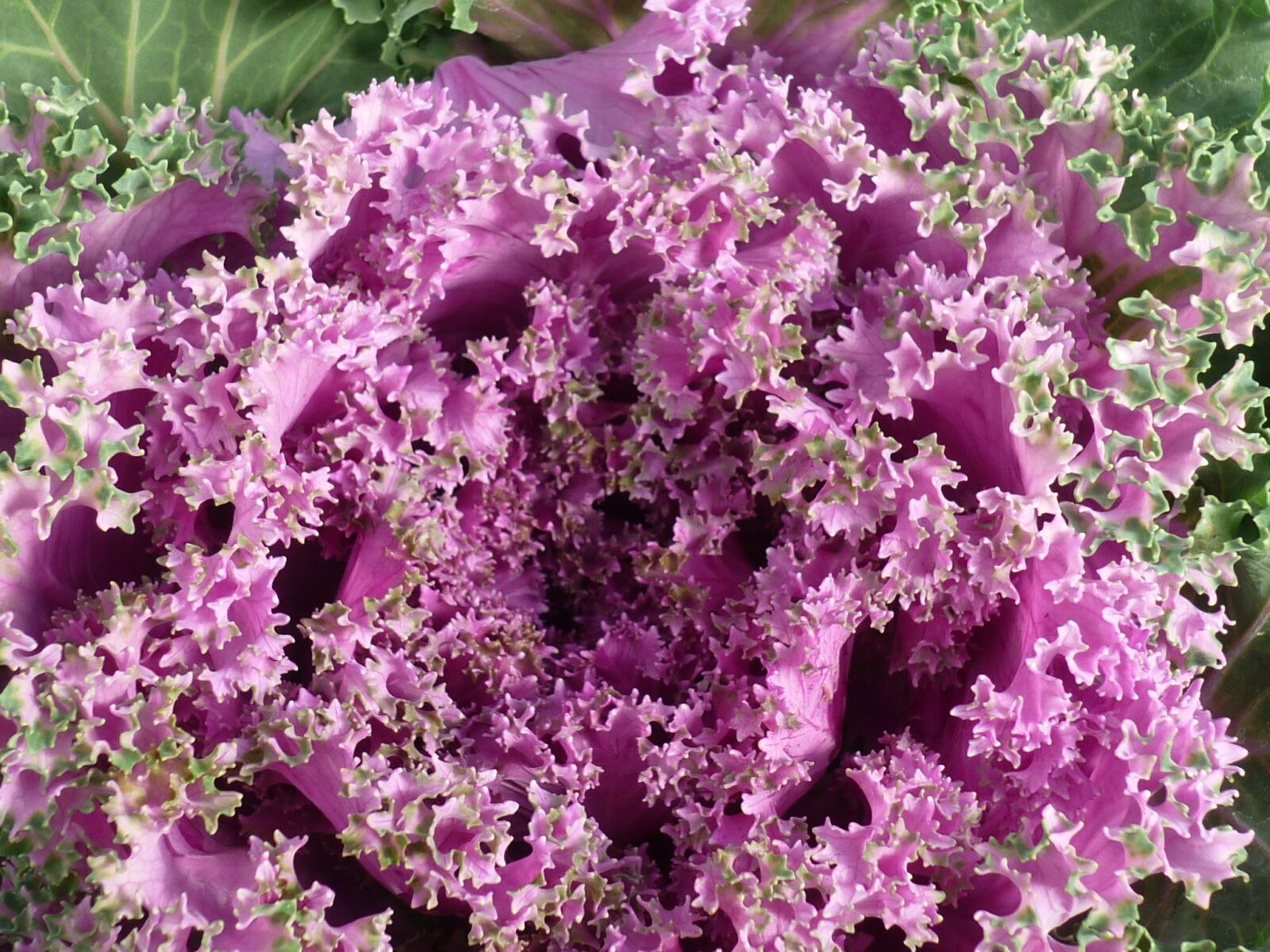 Panasonic Lumix DMC-FS6 sample photo. Ornamental vegetables, vegetable plant photography