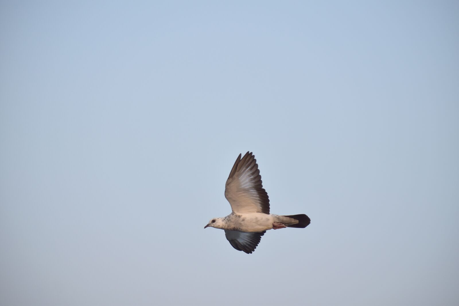 Nikon D5600 sample photo. White pigeon, spotted pigeon photography