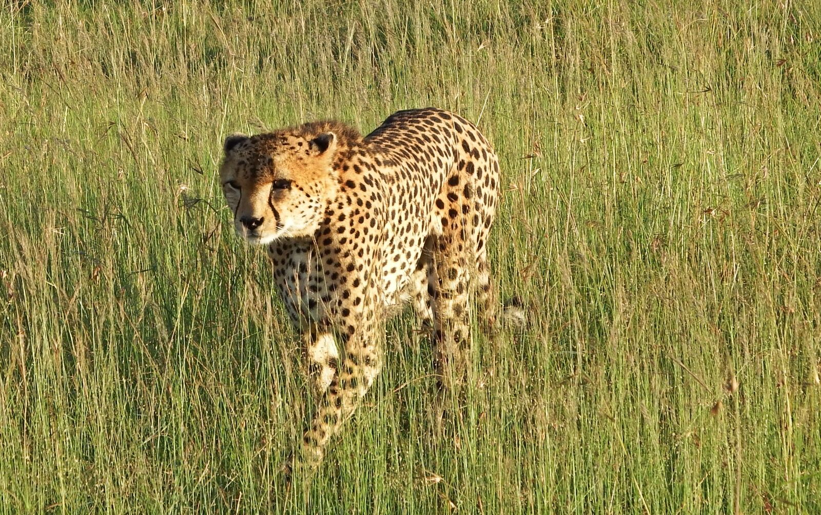 Fujifilm FinePix S1 sample photo. Cheetah, hunter, predator photography