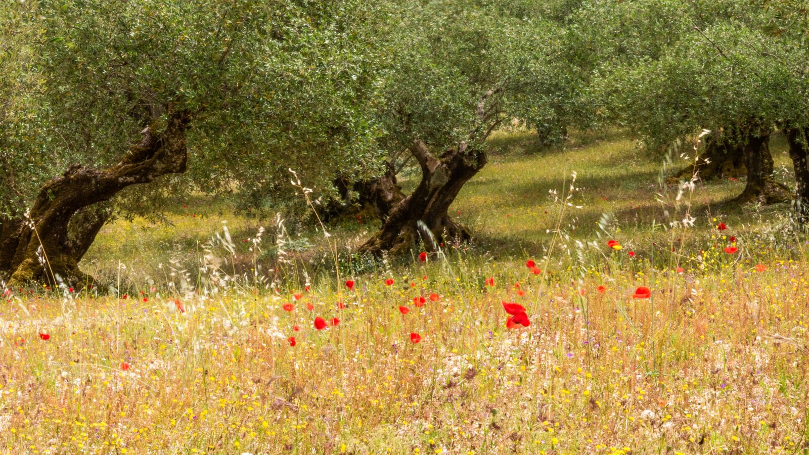 Nikon D810 sample photo. Olive, trees, greece photography