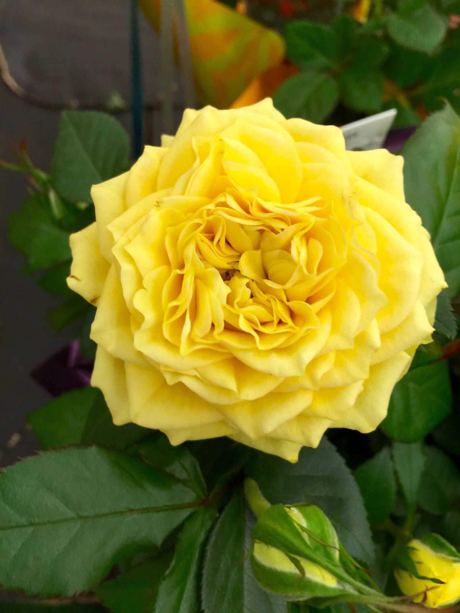 iPhone 6 Plus back camera 4.15mm f/2.2 sample photo. Bloom, blossom, close, up photography