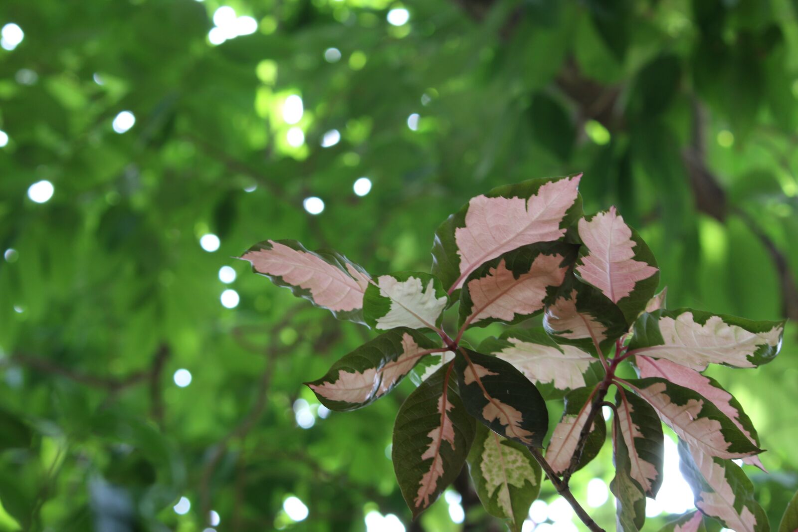 Canon EOS 1200D (EOS Rebel T5 / EOS Kiss X70 / EOS Hi) sample photo. Leaves, shades, green photography