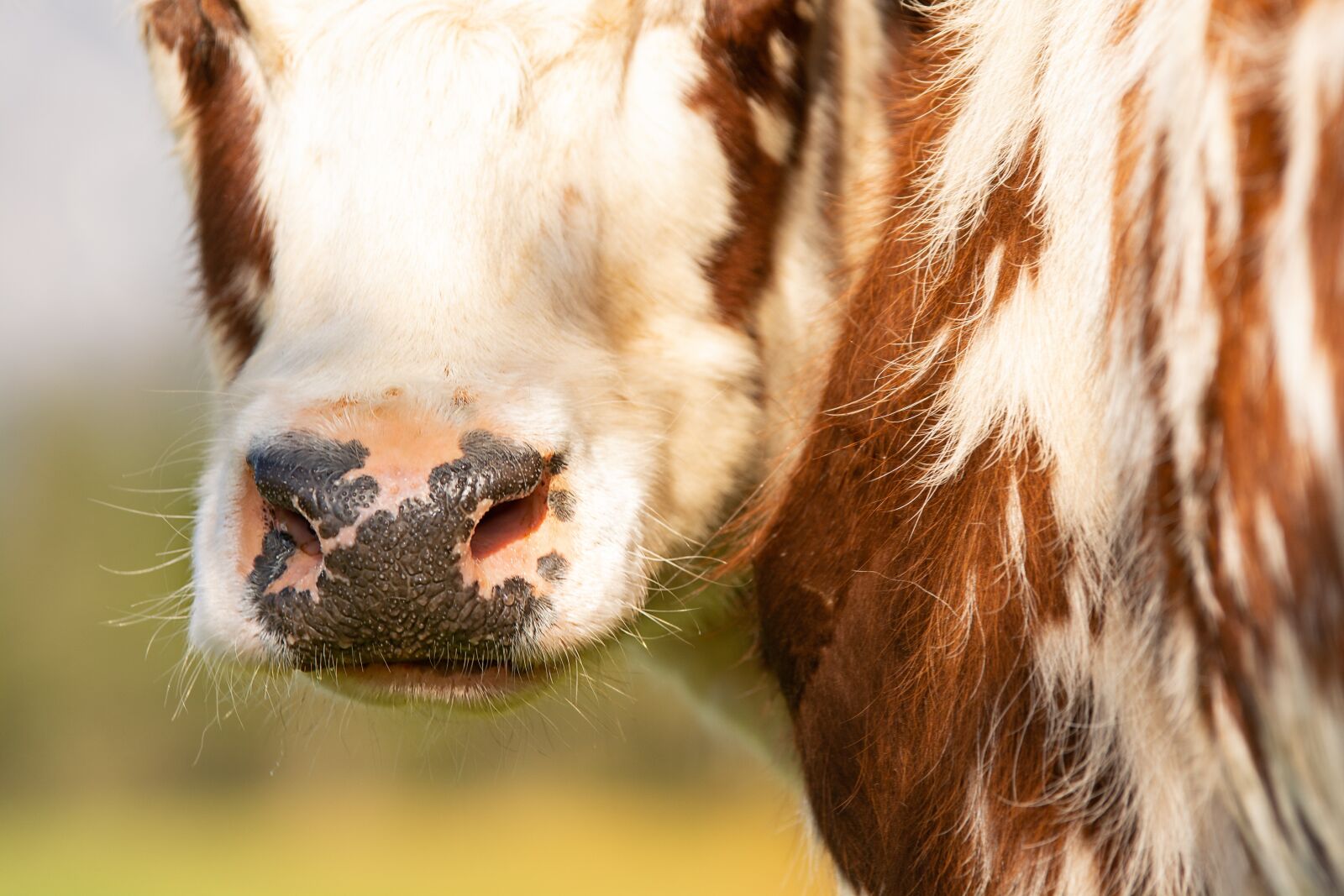 Nikon D7100 sample photo. Cow, calf, beef photography