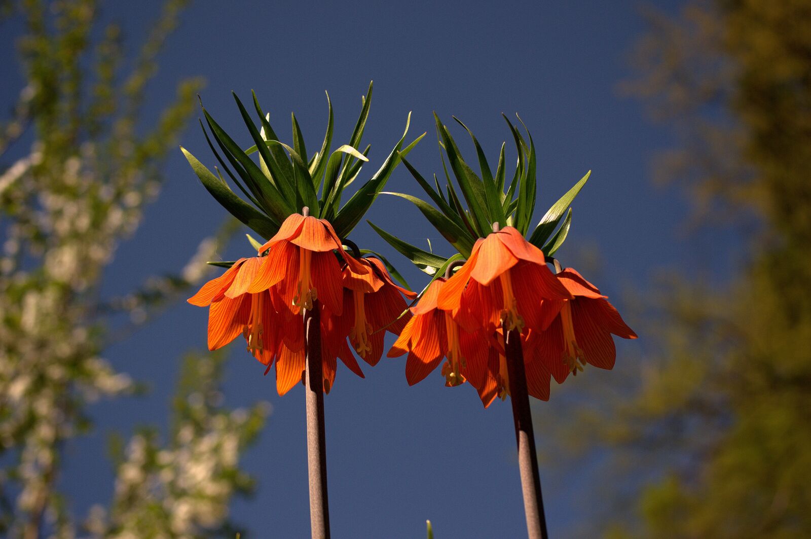 Nikon D3100 sample photo. Lily, orange, flower photography