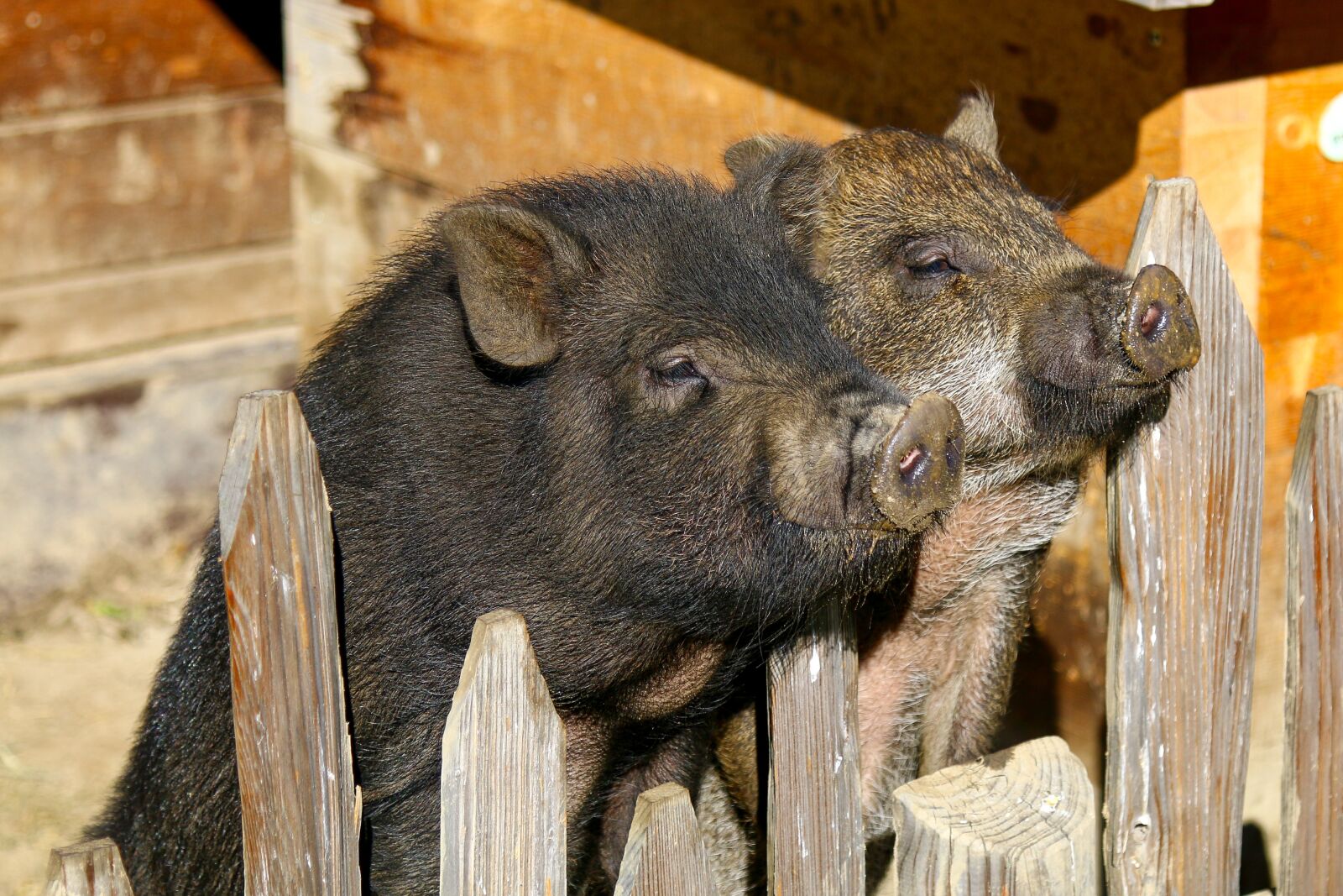 Canon EOS 70D + Canon EF 24-105mm F4L IS USM sample photo. Potbelly pigs, pig, domestic photography