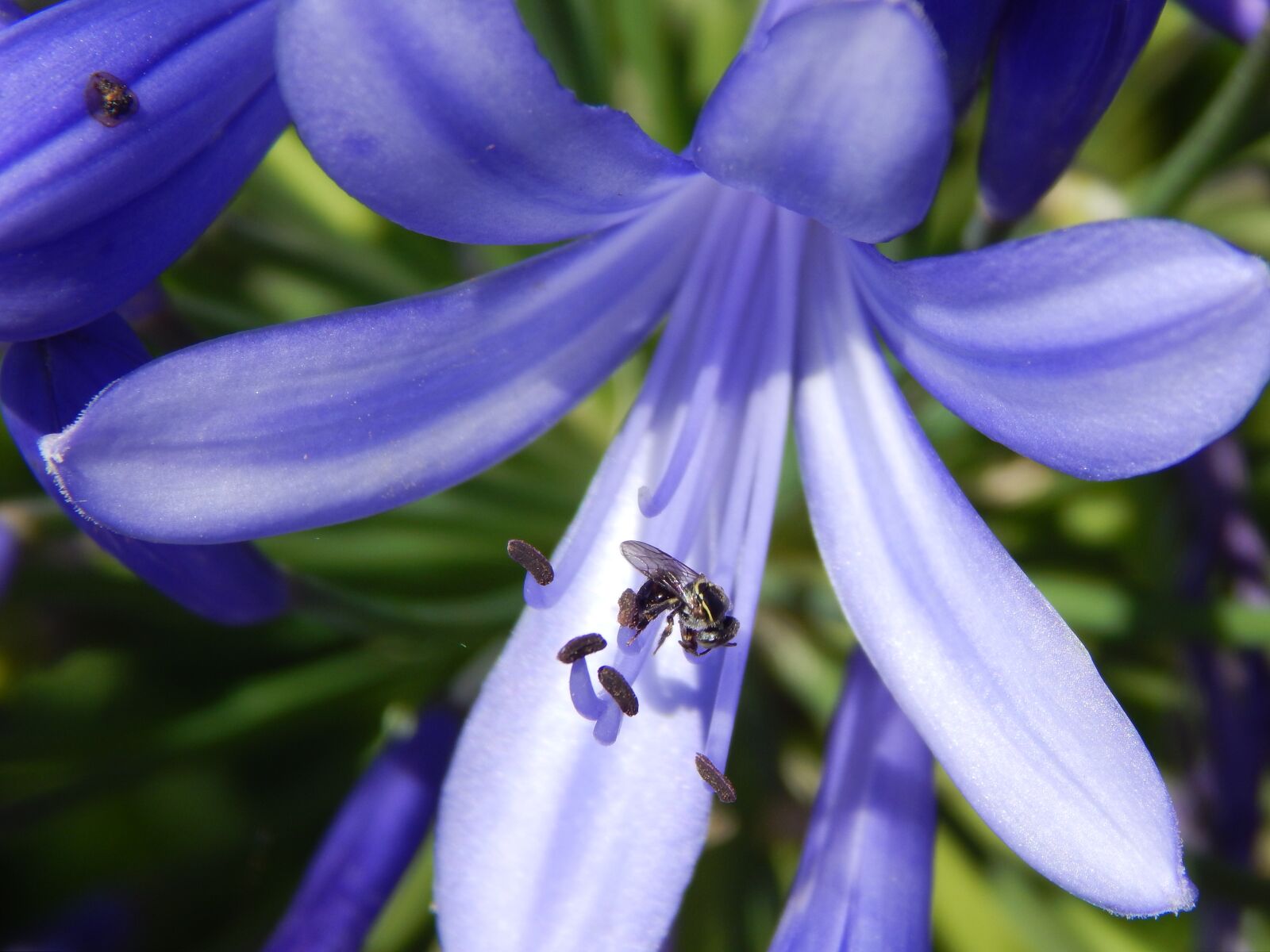 Nikon Coolpix L820 sample photo. Blue flower, agapanto, insect photography
