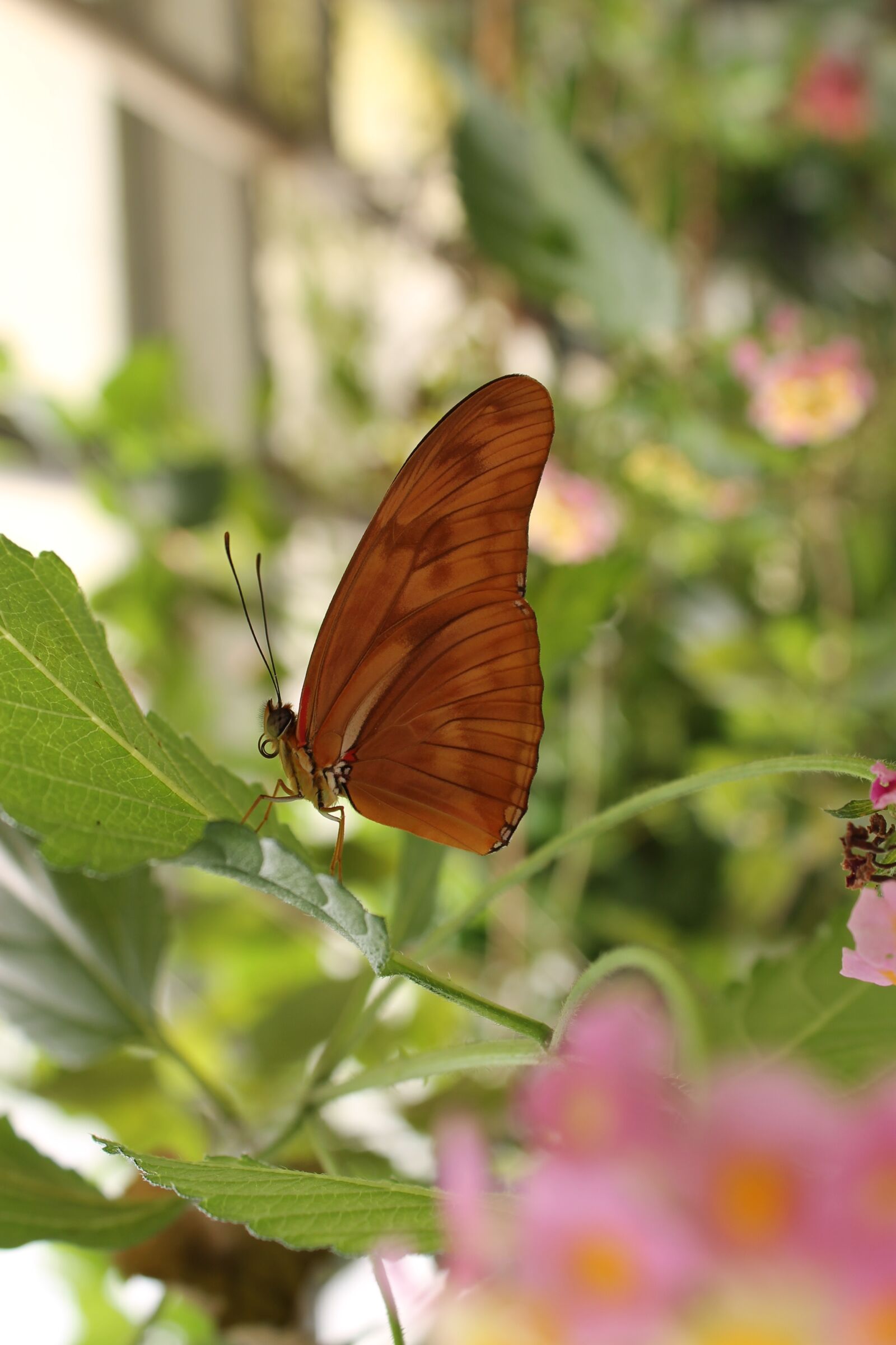 Canon EOS 1100D (EOS Rebel T3 / EOS Kiss X50) sample photo. Butterfly, nature, insect photography