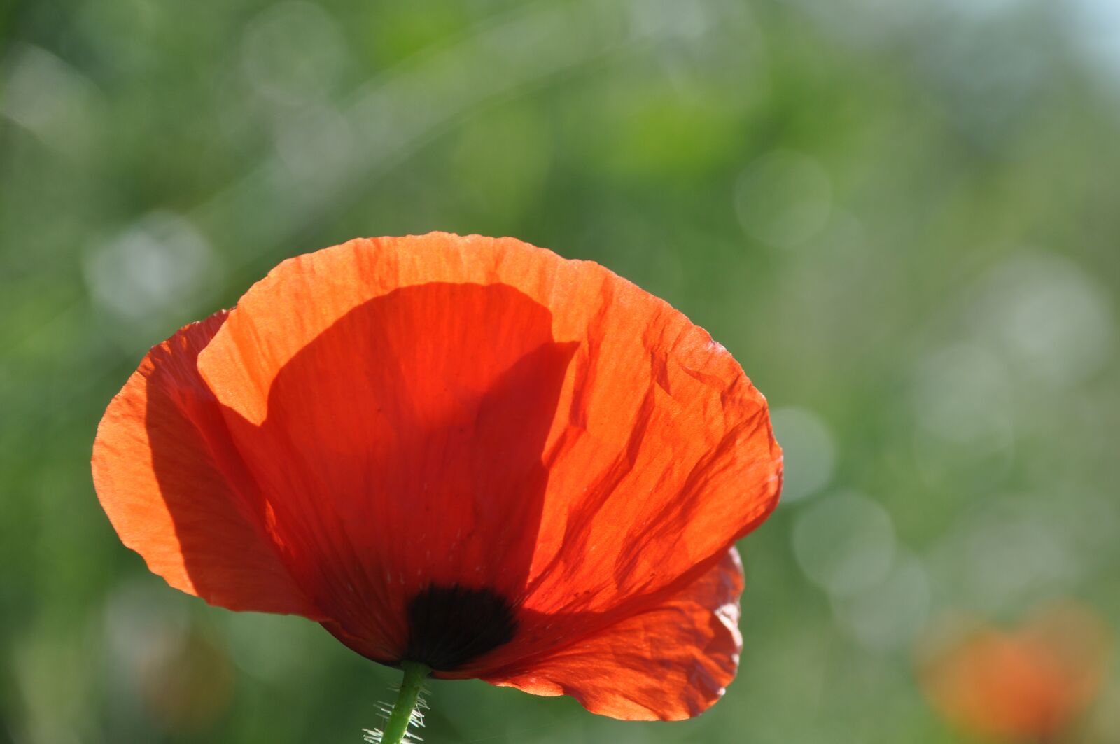 Nikon D90 sample photo. Poppy, field of poppies photography