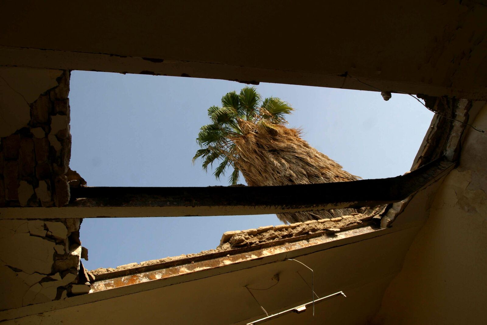 Canon EOS D60 sample photo. Palm tree, visible, hole photography