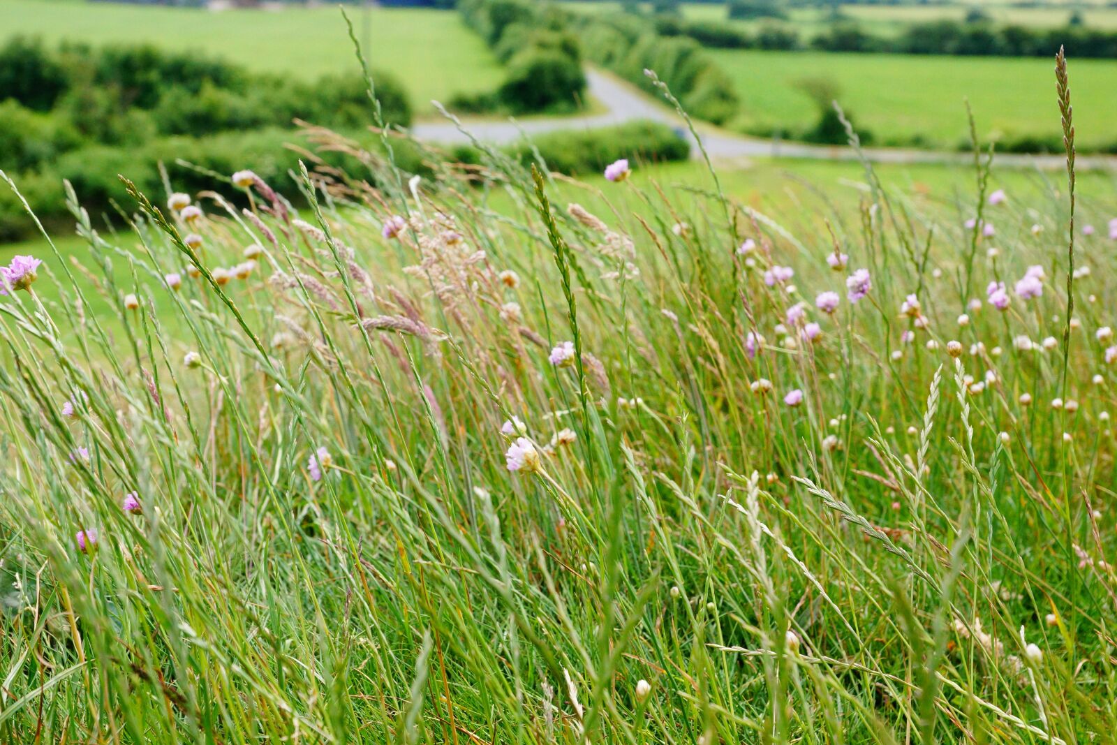 Sony SLT-A77 + Sony DT 16-50mm F2.8 SSM sample photo. Meadow, green, grass photography