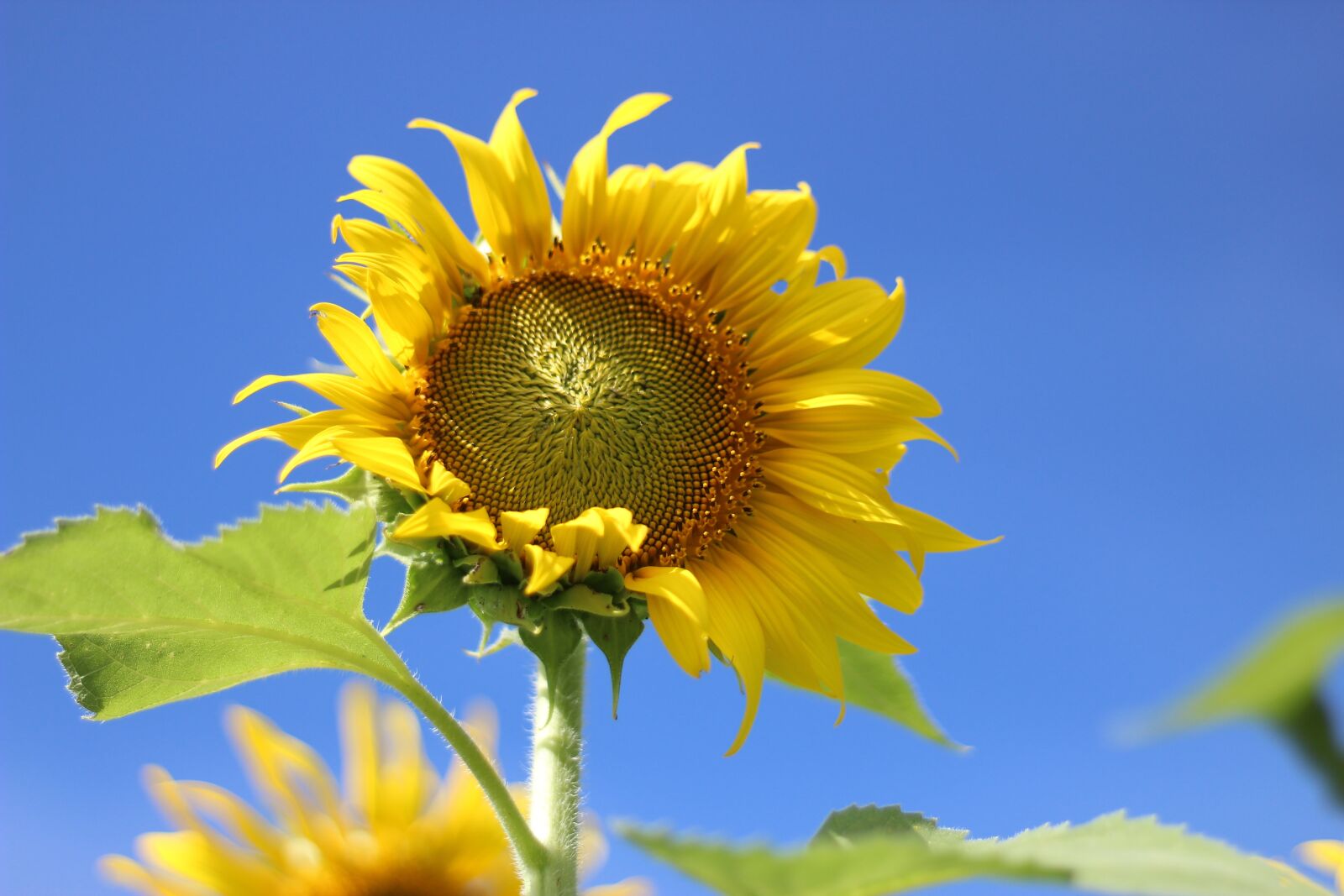 Canon EOS 1300D (EOS Rebel T6 / EOS Kiss X80) + Canon EF 50mm F1.8 STM sample photo. Yellow, flowers, nature photography