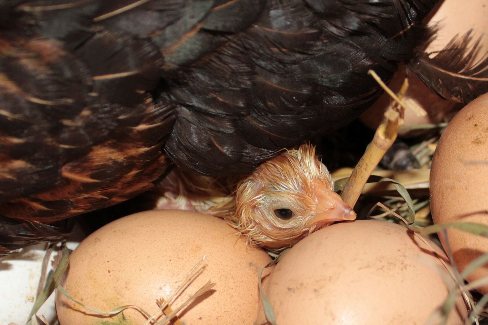 Canon EOS 650D (EOS Rebel T4i / EOS Kiss X6i) sample photo. Chicks, yellow, freshly hatched photography