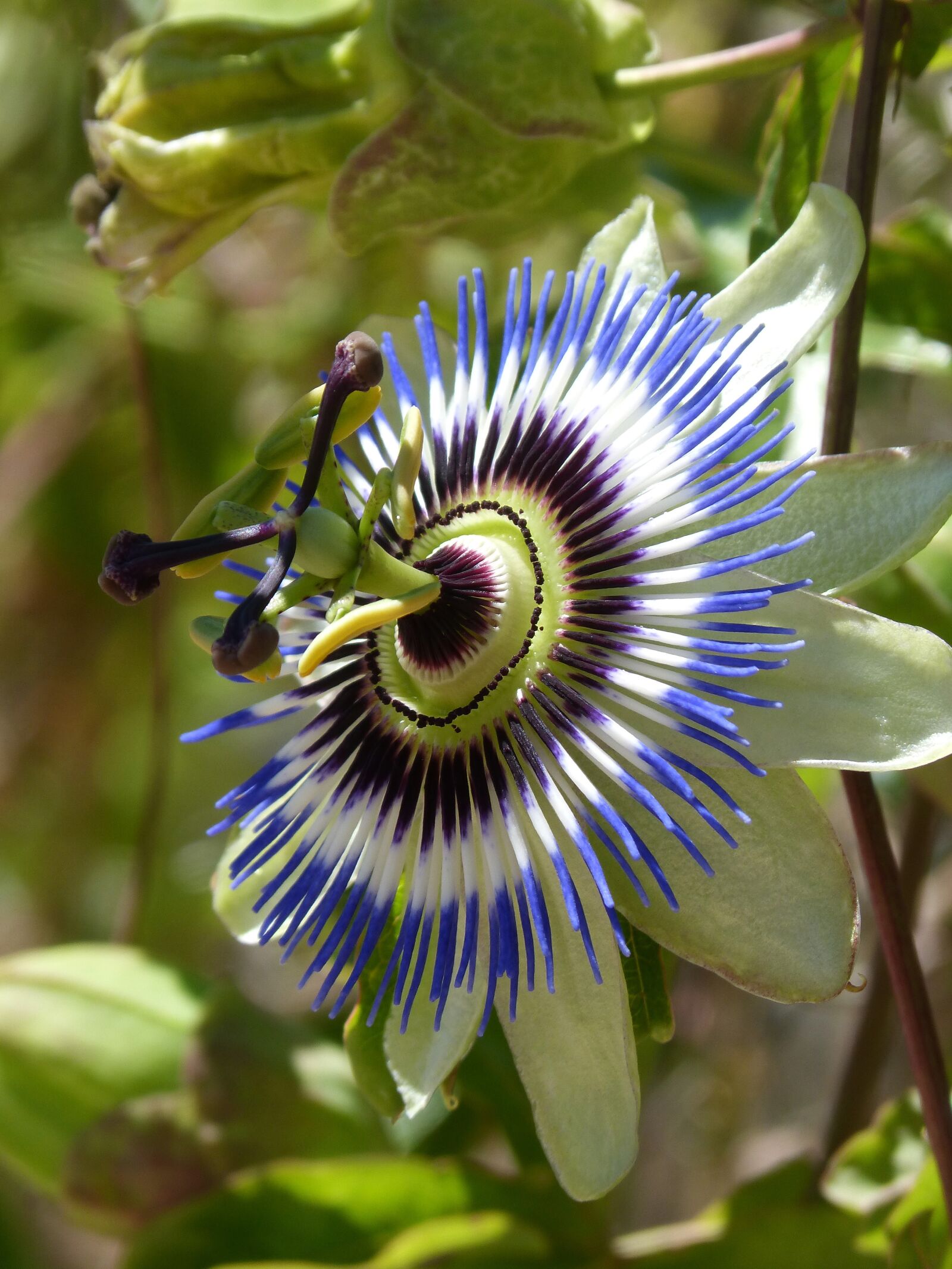 Panasonic DMC-FZ62 sample photo. Passiflora caerulea, passiflora, passion photography