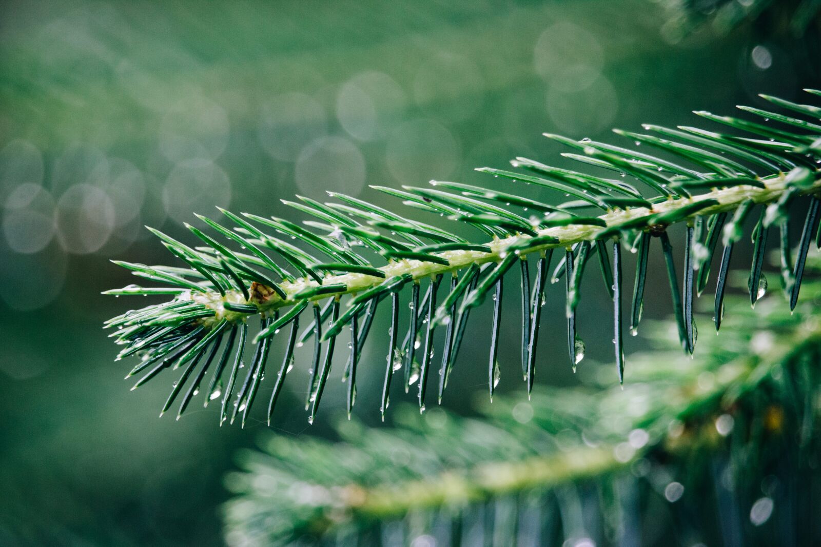 Canon EF-S 55-250mm F4-5.6 IS STM sample photo. Plant, nature, rain photography