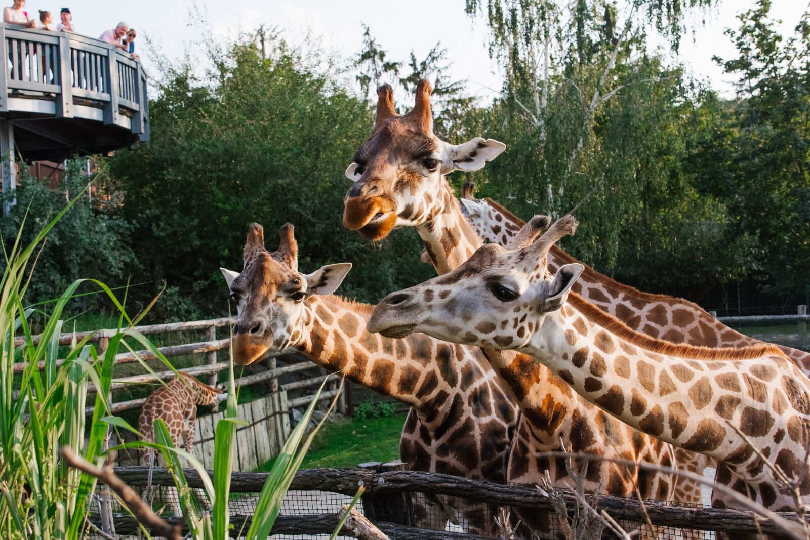 Canon EOS 60D sample photo. Prague, zoo, giraffes photography
