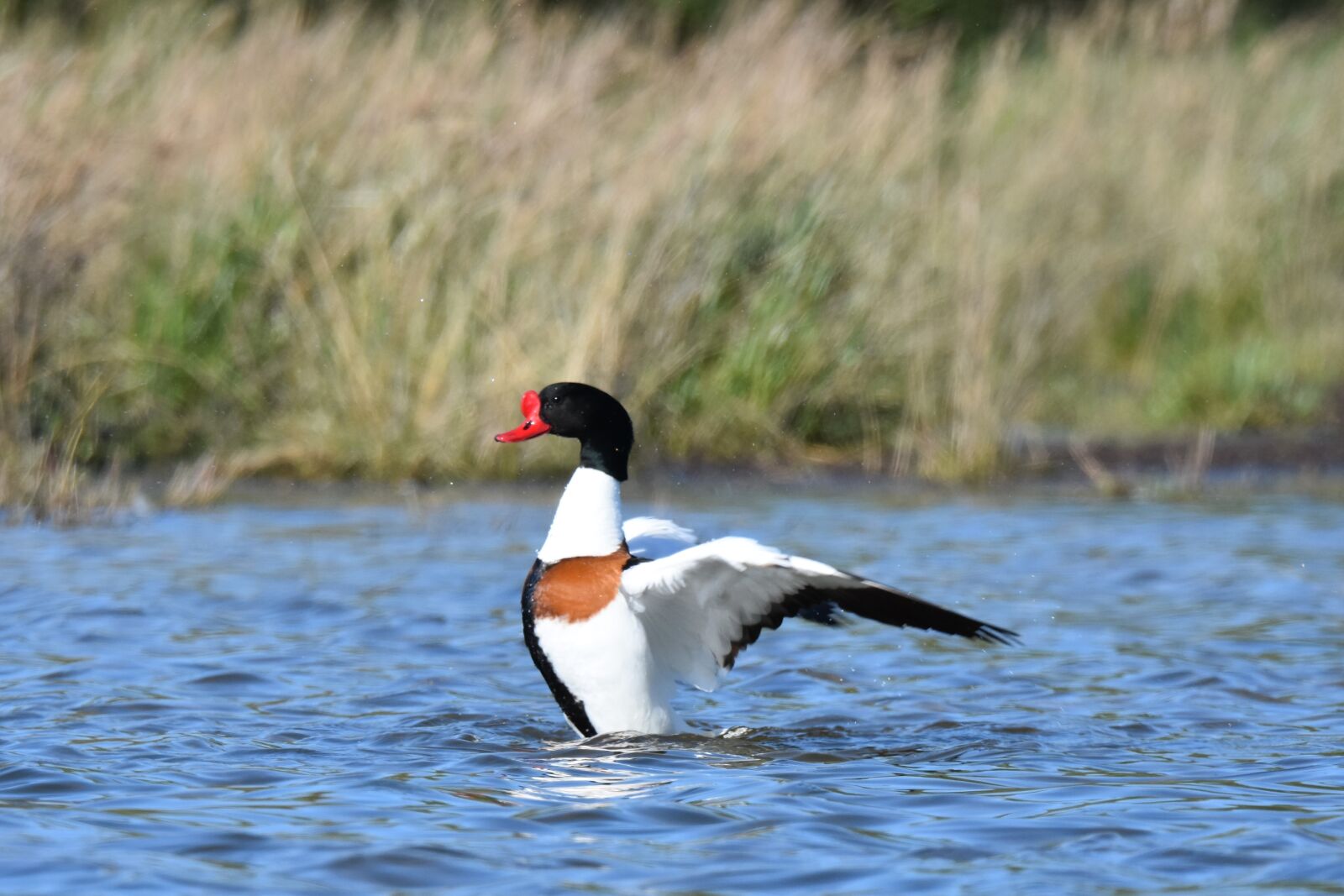 Nikon D7200 sample photo. Birds, water birds, nature photography