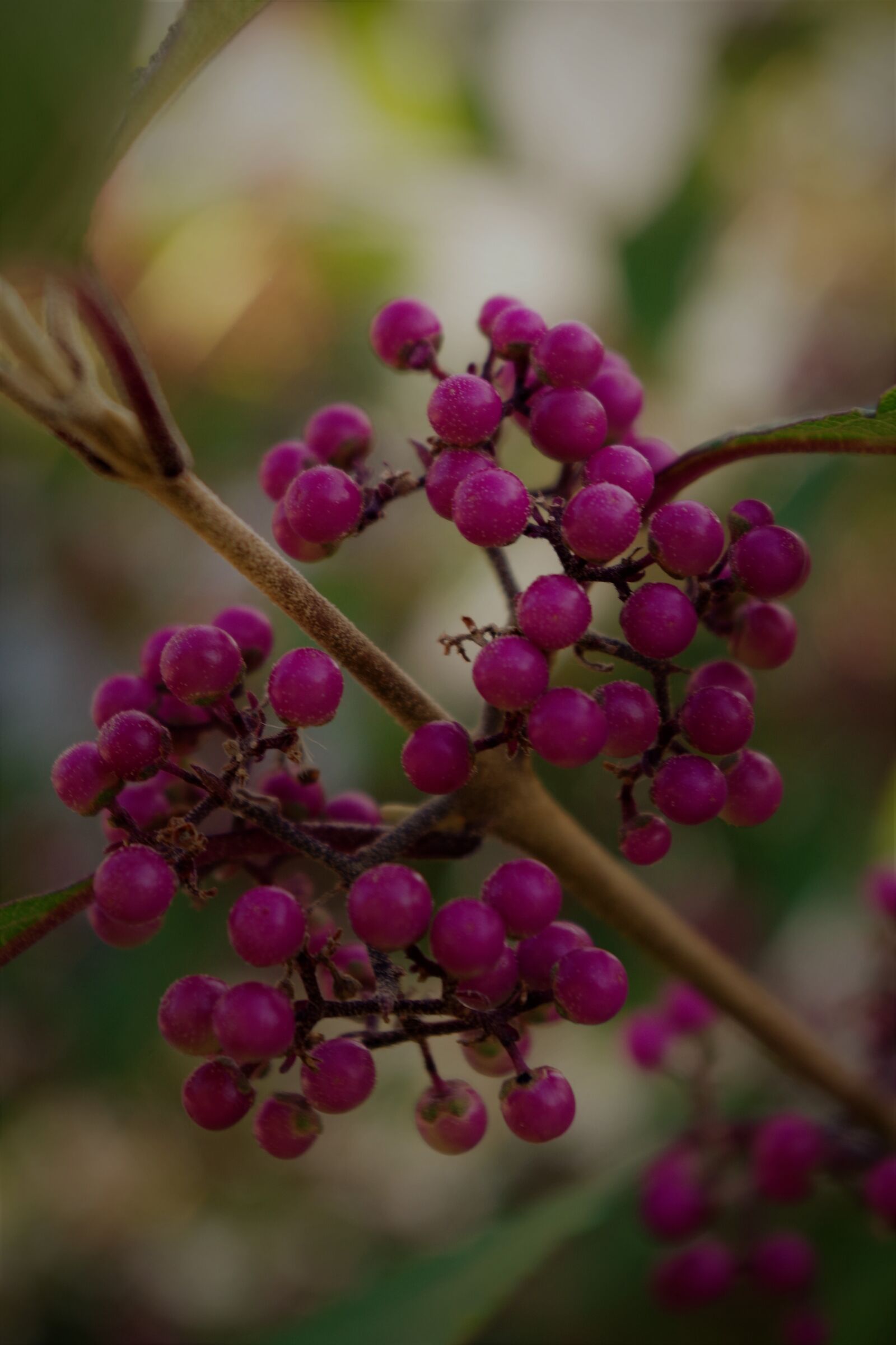 Pentax K-S2 sample photo. Flower, nonpareils, shrub botany photography