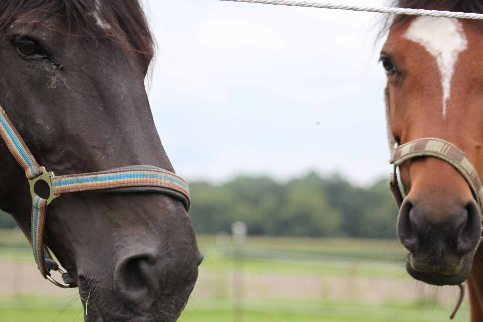 Canon EOS 500D (EOS Rebel T1i / EOS Kiss X3) sample photo. Horse, brown, animal photography