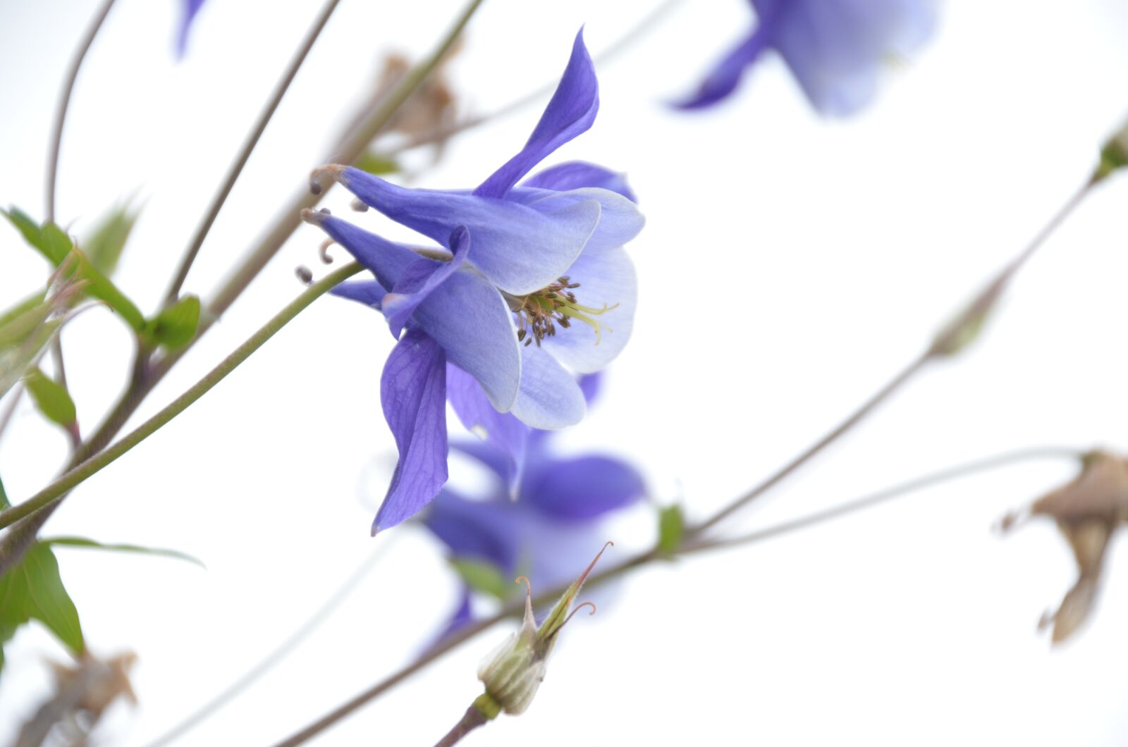 Nikon D5100 sample photo. Blossom, bloom, blue photography