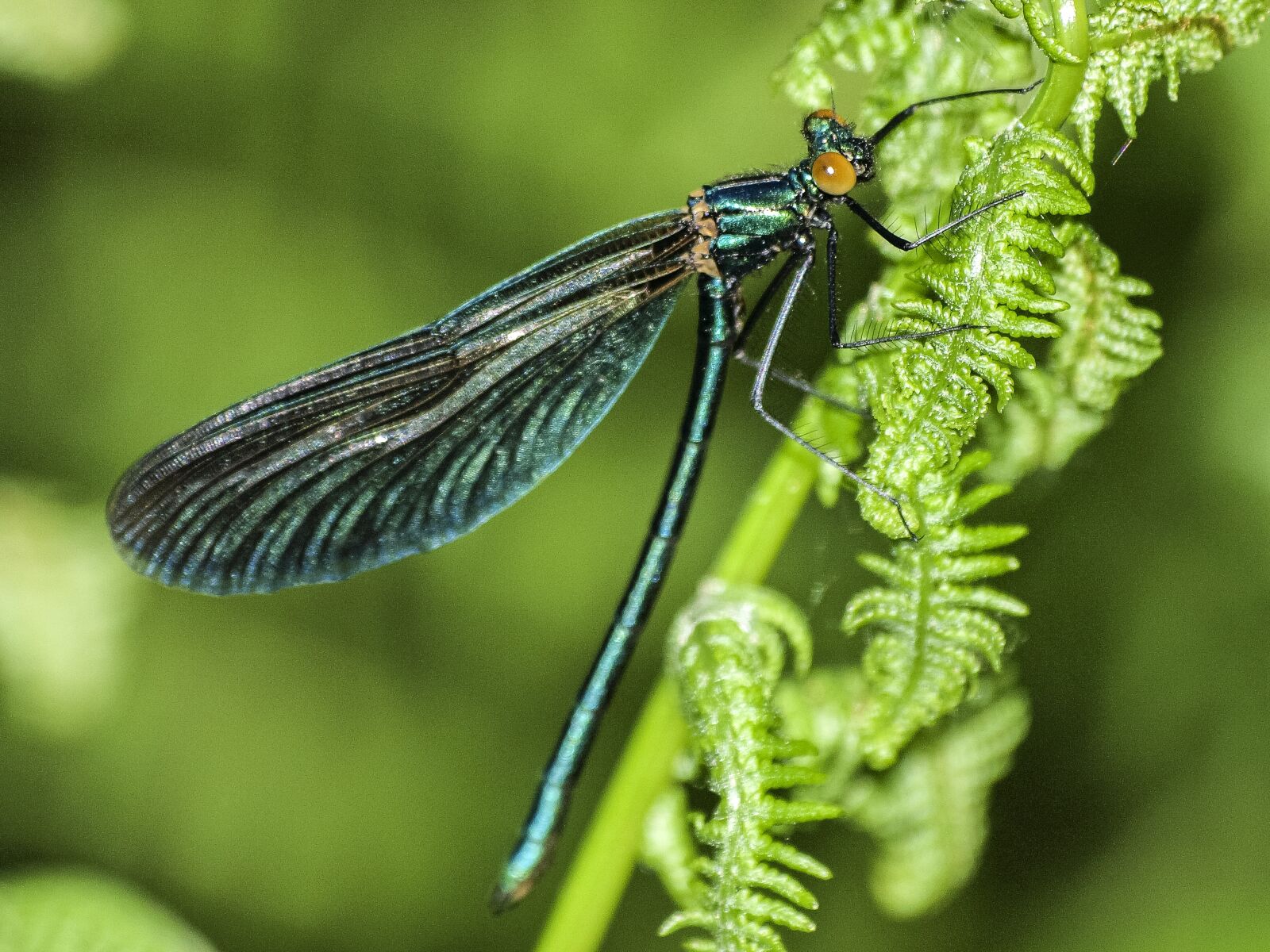 Olympus E-3 sample photo. Dragonfly, insect, nature photography