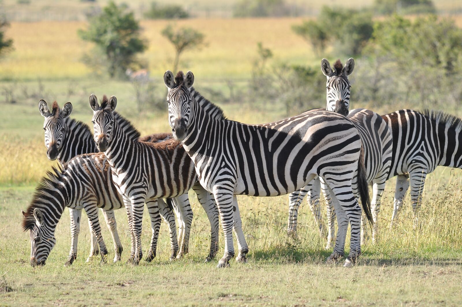 Nikon D90 sample photo. Zebra, safari, wildlife photography