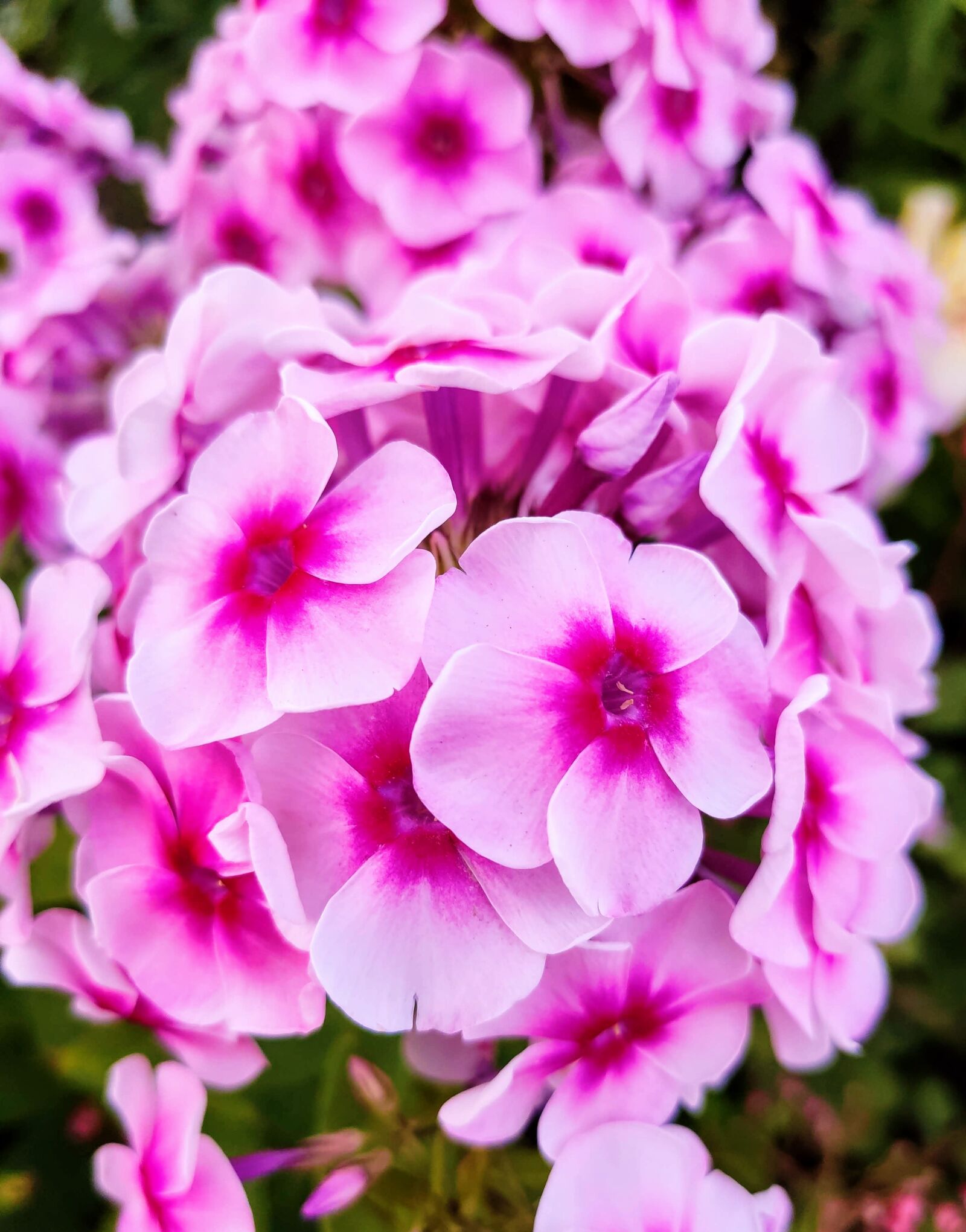 Xiaomi MI 9 sample photo. Flowers, pink, nature photography