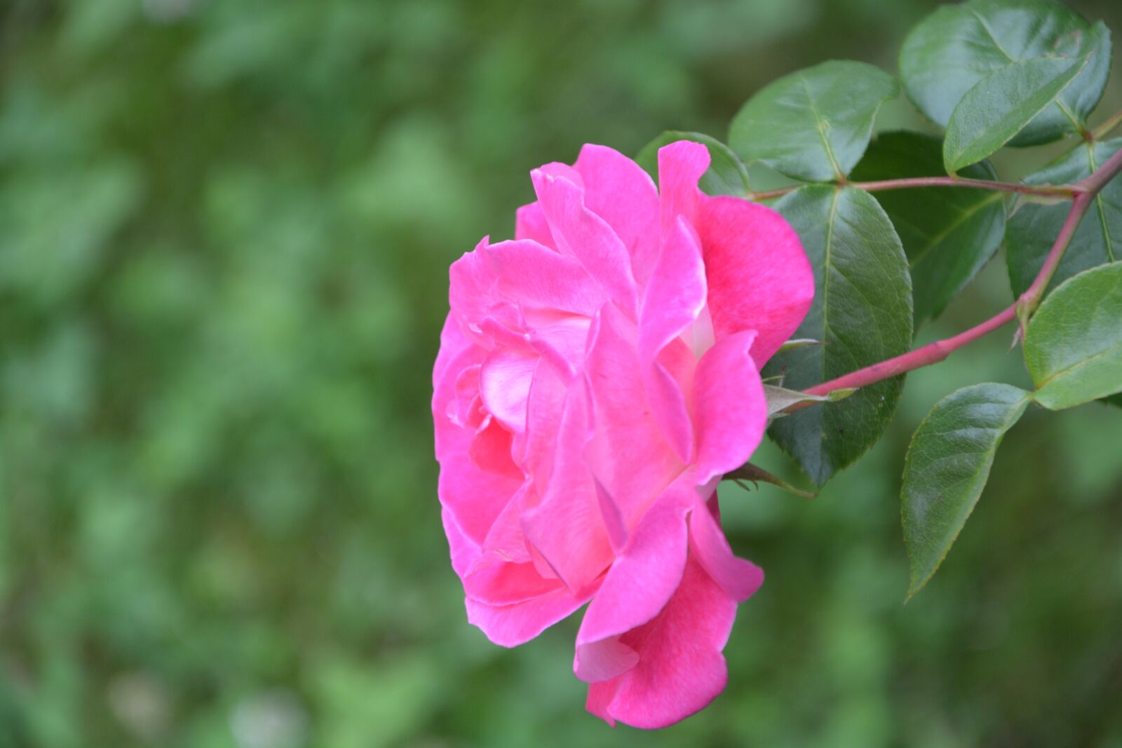 Nikon D5200 sample photo. Pink, profile, rosebush photography