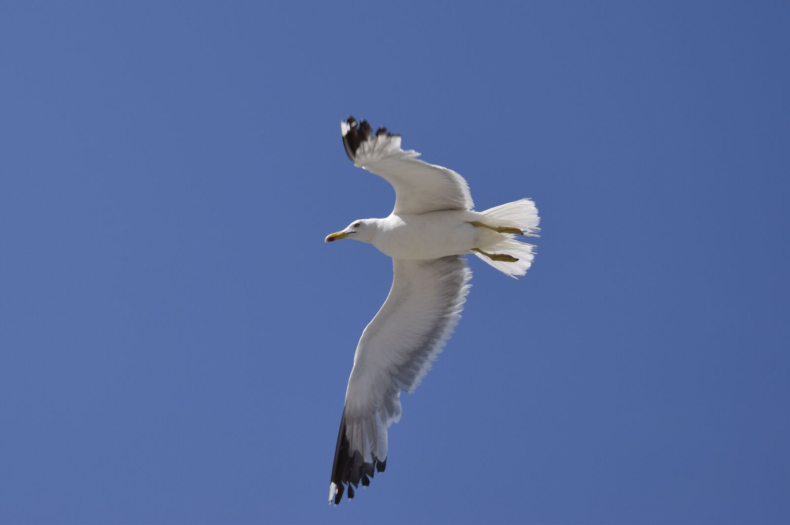 Nikon D3300 sample photo. Seagull, blue, feather photography