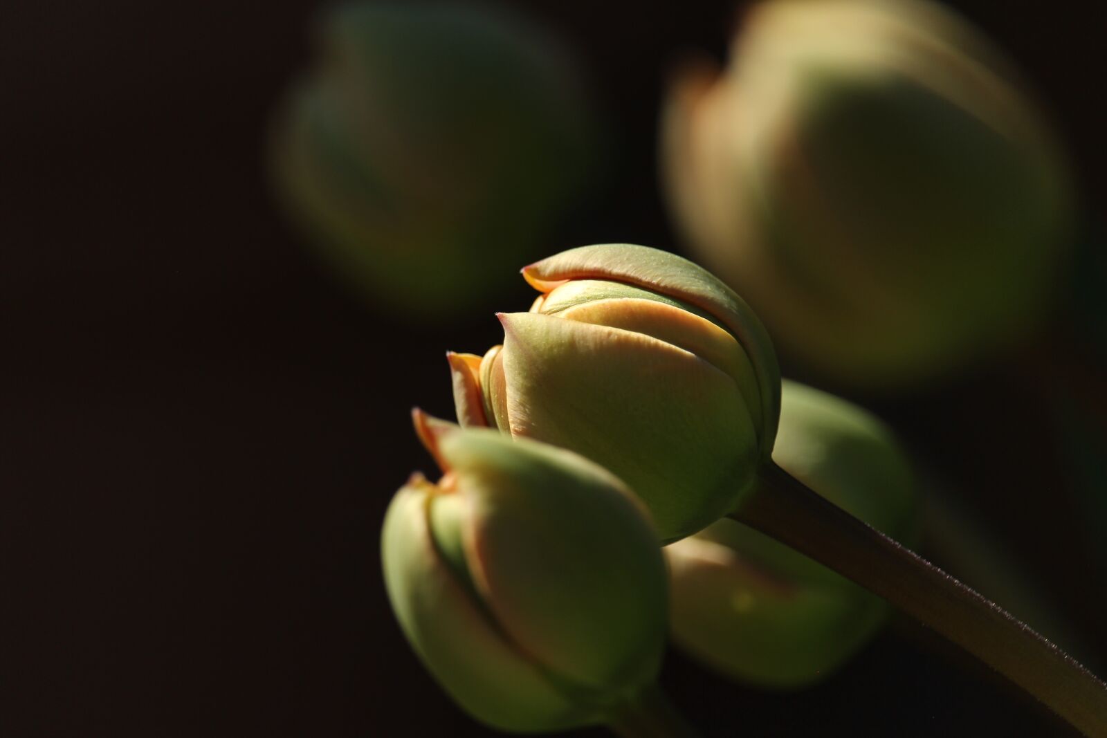 Canon EF-S 55-250mm F4-5.6 IS STM sample photo. Tulips, tulip buds, garden photography