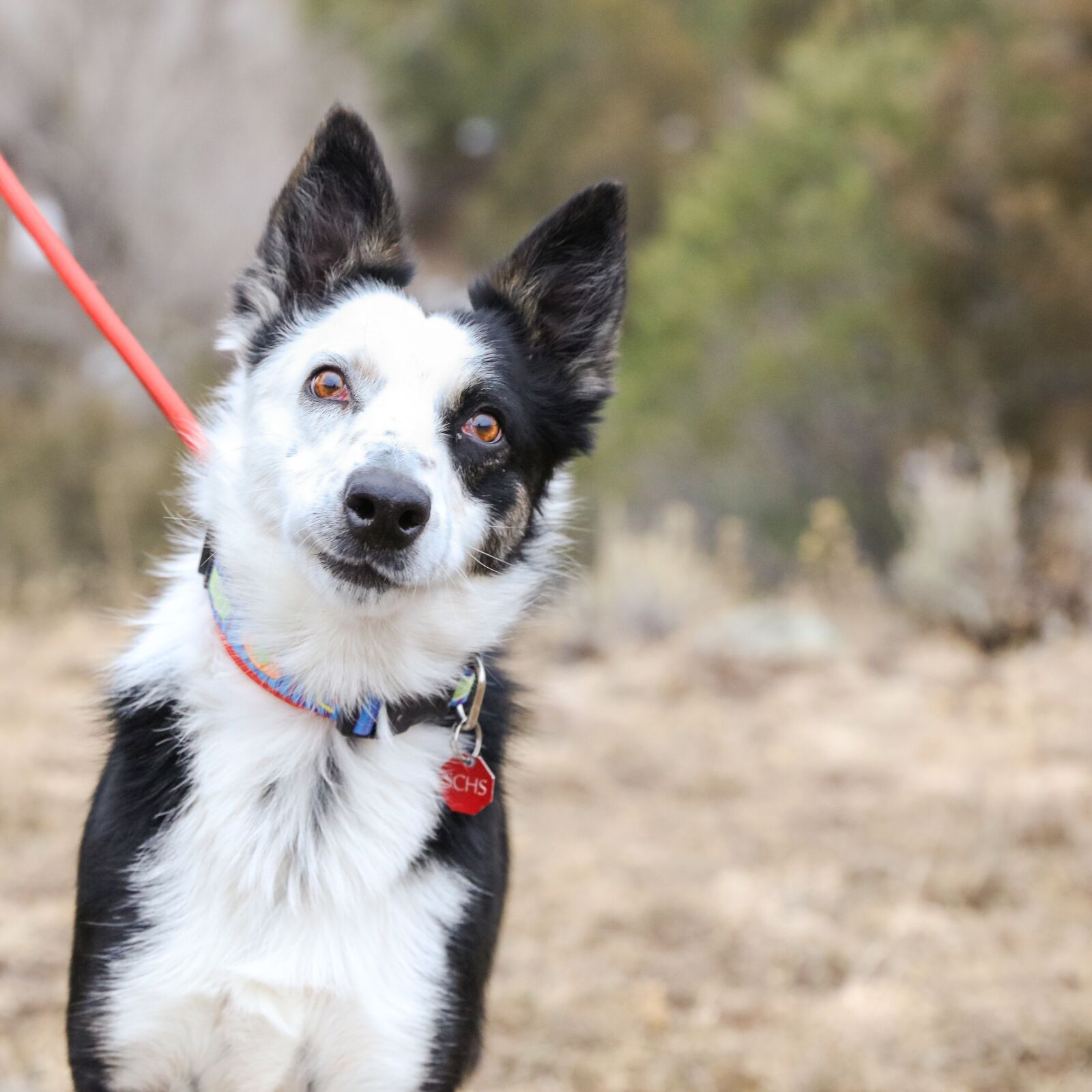 Canon EOS 5DS R sample photo. Dog, doggy, sweet photography