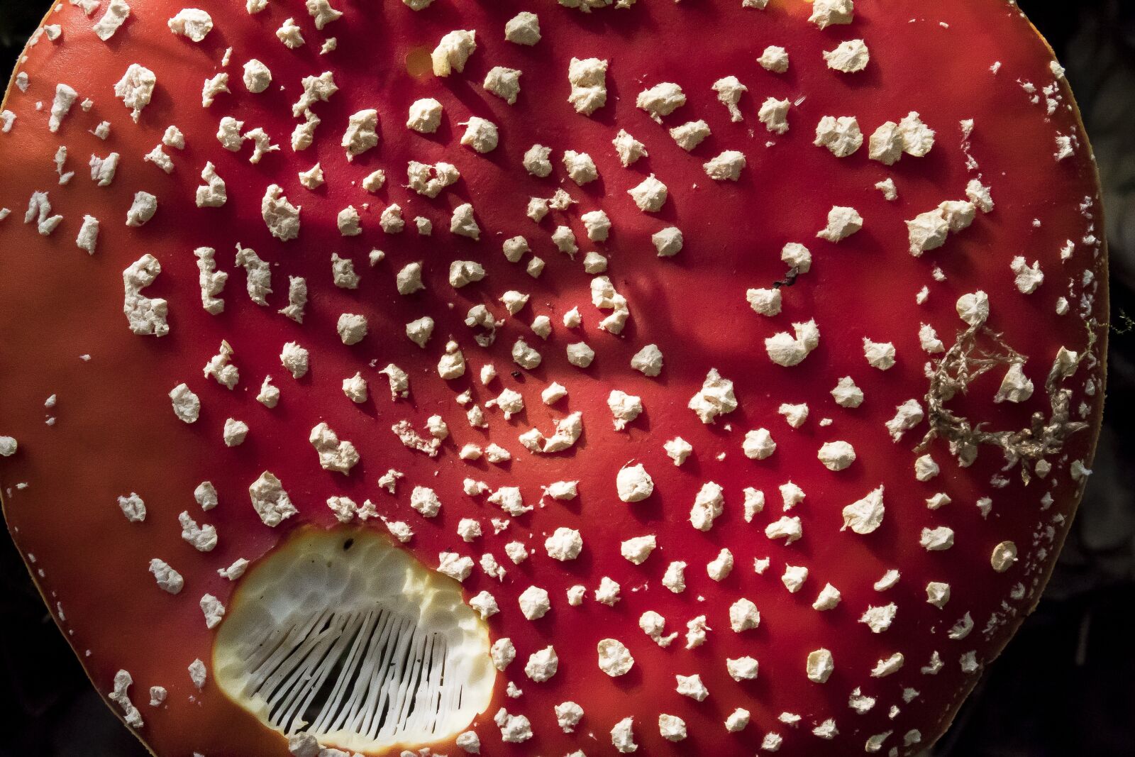 Canon EOS 1300D (EOS Rebel T6 / EOS Kiss X80) sample photo. Fly agaric, amanita muscaria photography