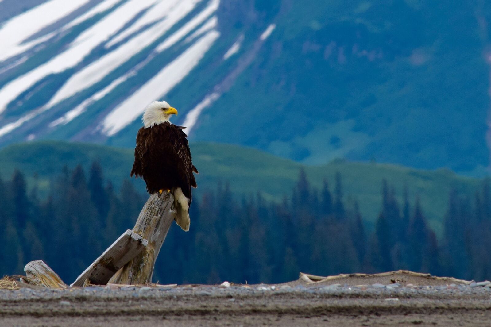 Nikon D5300 sample photo. Bald eagle, perched, raptor photography