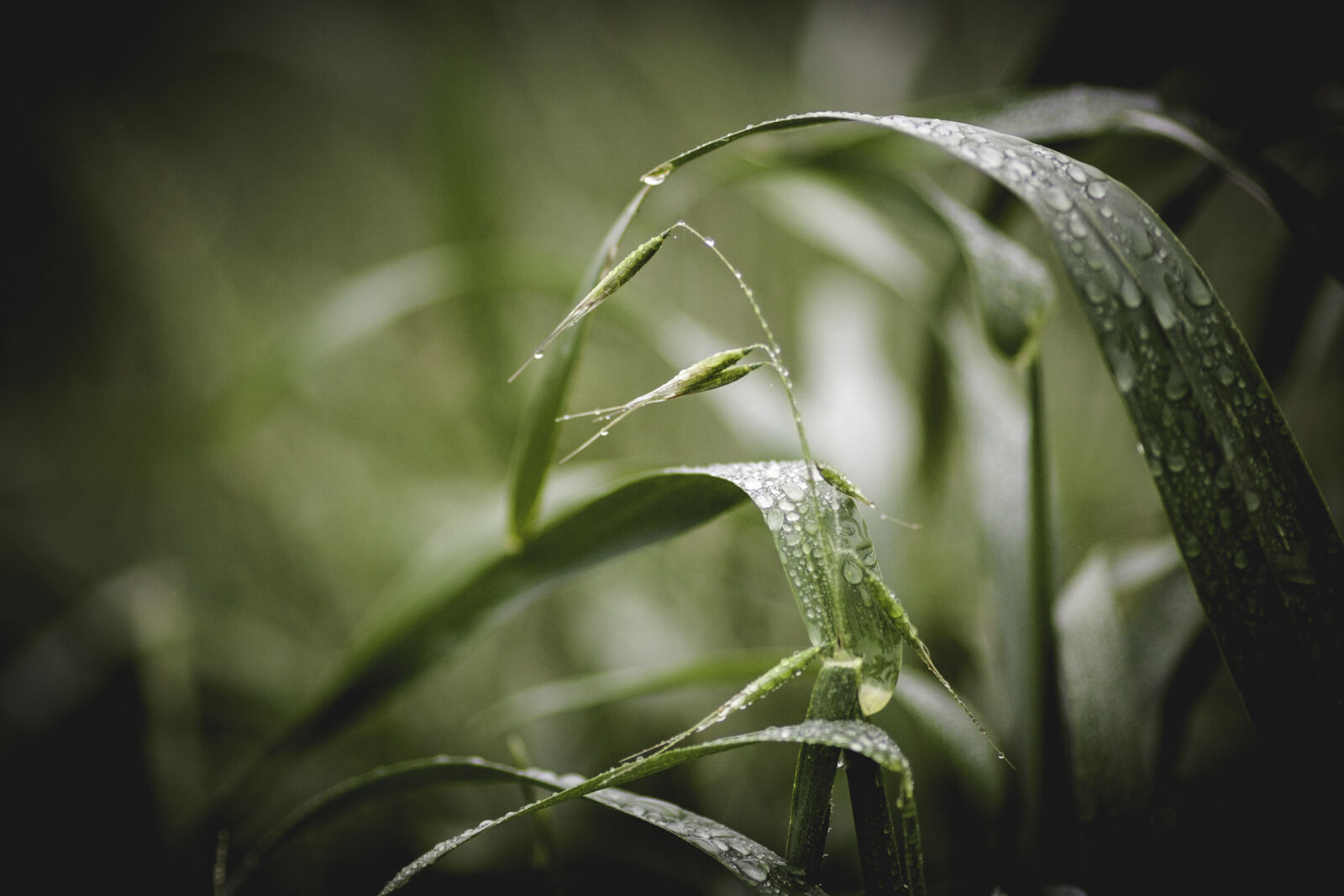 Canon EF 135mm F2L USM sample photo