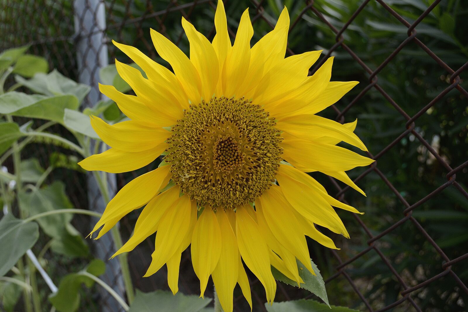 Nikon D7100 sample photo. Sunflower, plant, flower photography