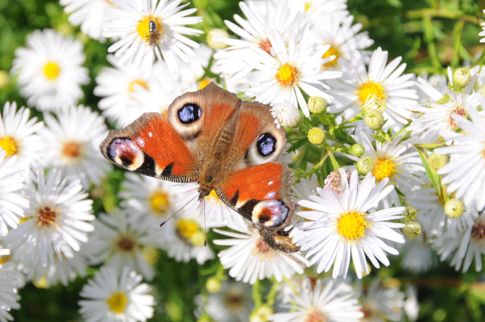 Nikon D300 sample photo. Butterfly, flowers, peacock photography